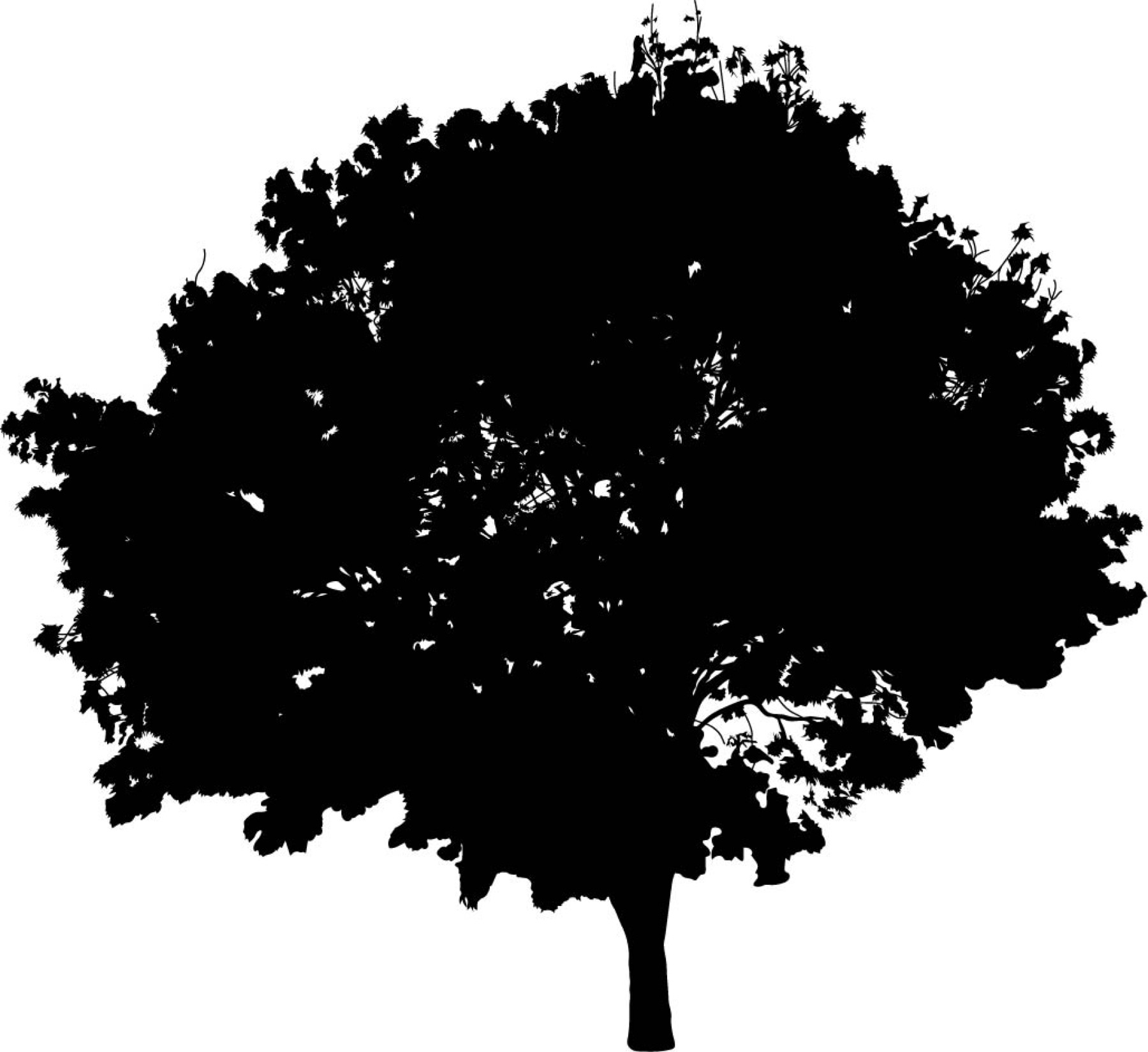 Silhouette Creation — After